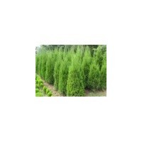 山西绿化蜀侩 占地蜀侩1米--3米蜀侩价格