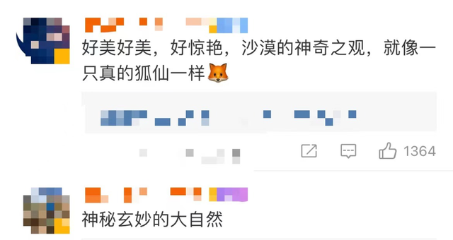 女主是狐狸的现言小说_柴犬的狐狸脸和狸猫脸_沙漠雨后现狐狸脸