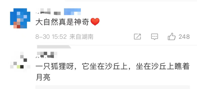 柴犬的狐狸脸和狸猫脸_女主是狐狸的现言小说_沙漠雨后现狐狸脸