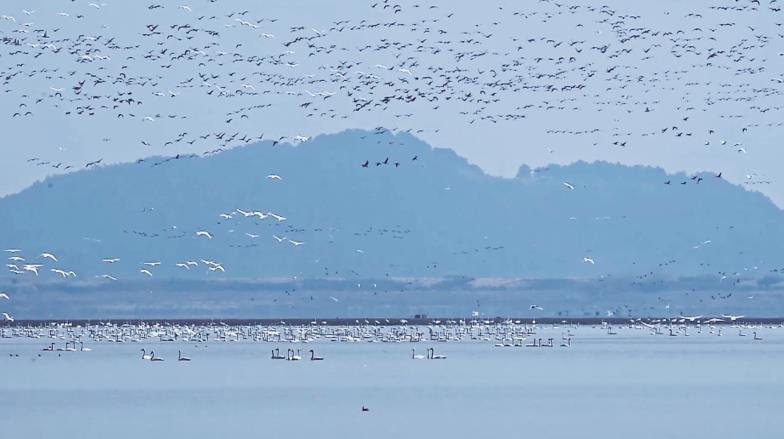 干吧 爹 by一糖枯水_鄱阳湖枯水见底 明代石桥露“真容”_深坑酒店露真容