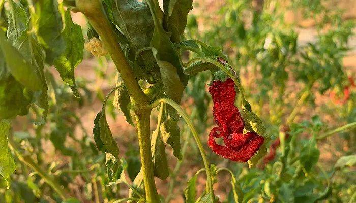 干吧 爹 by一糖枯水_鄱阳湖枯水见底 明代石桥露“真容”_深坑酒店露真容