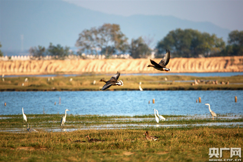 干吧 爹 by一糖枯水_鄱阳湖枯水见底 明代石桥露“真容”_深坑酒店露真容