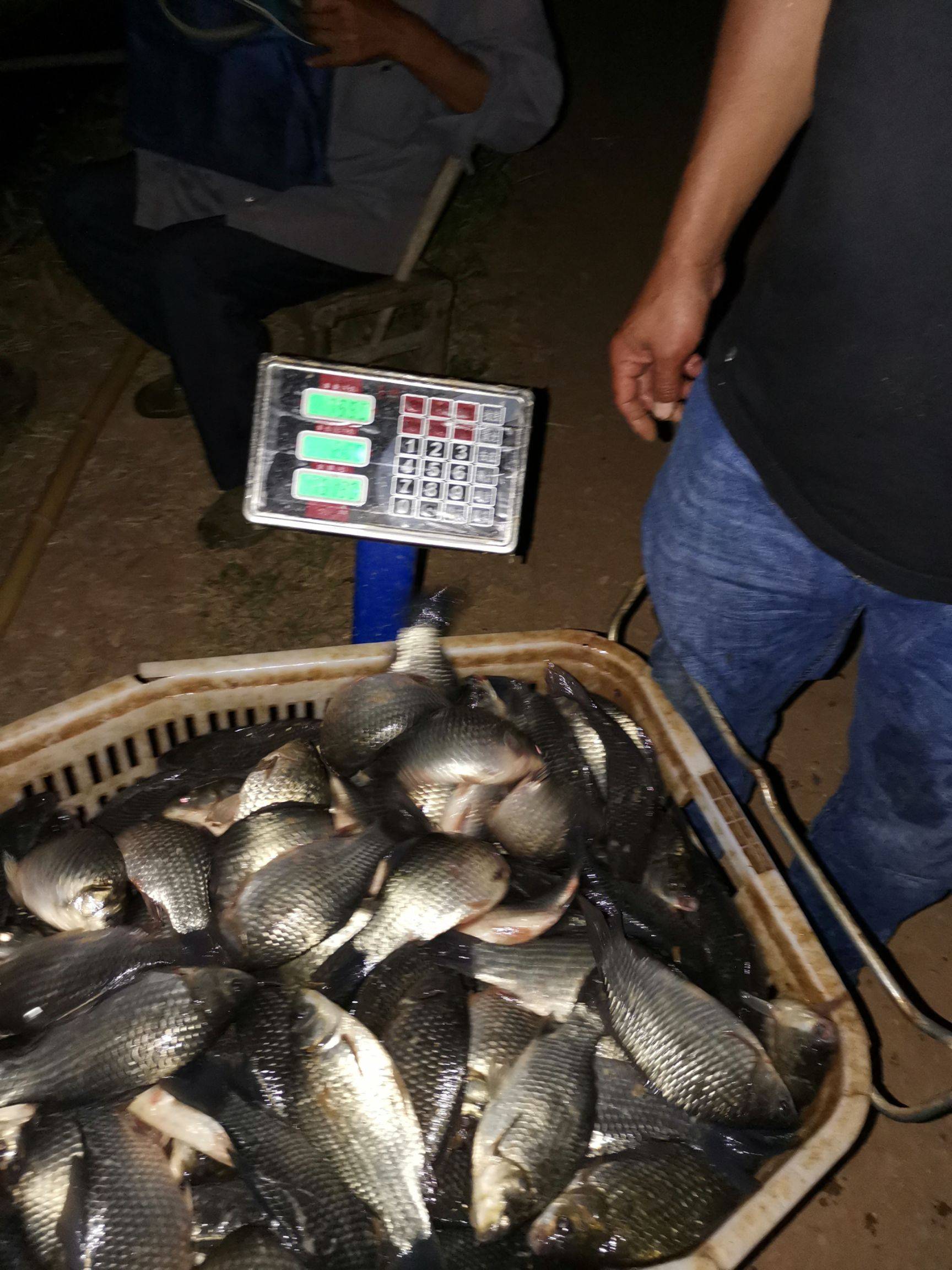 多抓鱼75元回收的衣服629元售卖_梦见自己脚被鱼咬鱼被自己抓到了_梦到好多鱼抓都抓不完