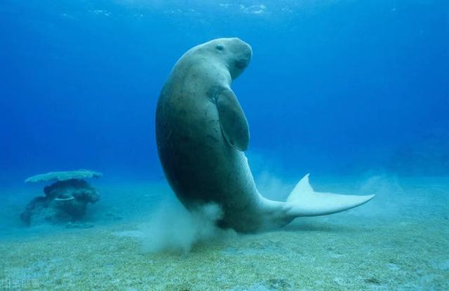 美人鱼原型灭绝_美人鱼电影里的美人鱼图片_方舟灭绝dlc和灭绝mod