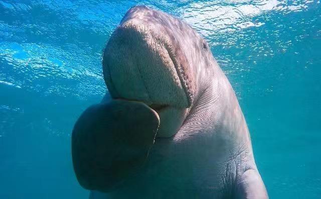 方舟灭绝dlc和灭绝mod_美人鱼原型灭绝_美人鱼电影里的美人鱼图片