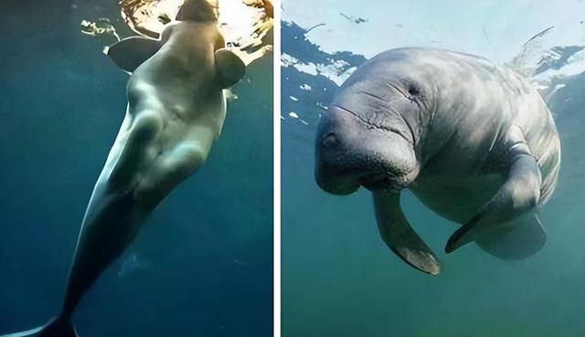 方舟灭绝dlc和灭绝mod_美人鱼电影里的美人鱼图片_美人鱼原型灭绝