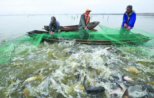 美人鱼郑总原型_美人鱼原型灭绝_方舟灭绝dlc和灭绝mod