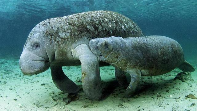 方舟灭绝dlc和灭绝mod_美人鱼郑总原型_美人鱼原型灭绝