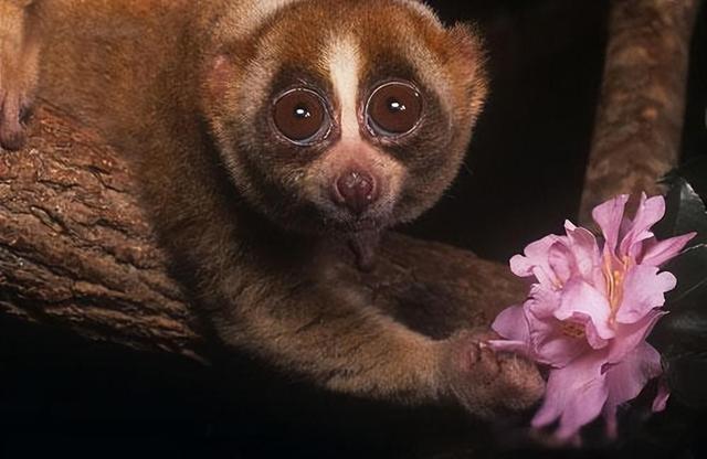 美人鱼原型灭绝_方舟灭绝dlc和灭绝mod_美人鱼郑总原型