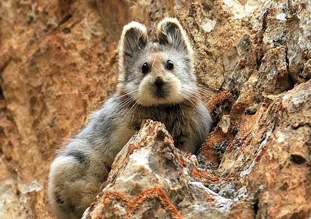 方舟灭绝dlc和灭绝mod_美人鱼原型灭绝_美人鱼郑总原型