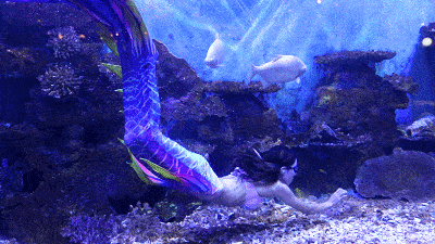 方舟灭绝dlc和灭绝mod_美人鱼郑总原型_美人鱼原型灭绝