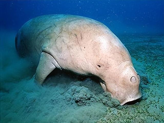 美人鱼原型灭绝_方舟灭绝dlc和灭绝mod_美人鱼郑总原型