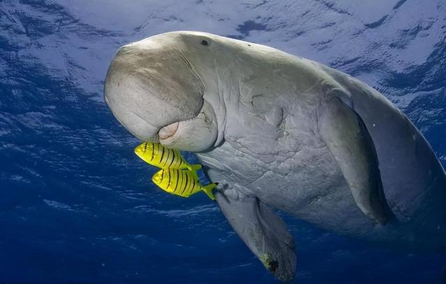 美人鱼郑总原型_方舟灭绝dlc和灭绝mod_美人鱼原型灭绝