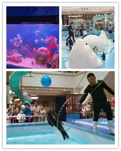 厦门海底世界海狮表演_海狮商场表演时出走顾客尖叫逃离_海狮表演