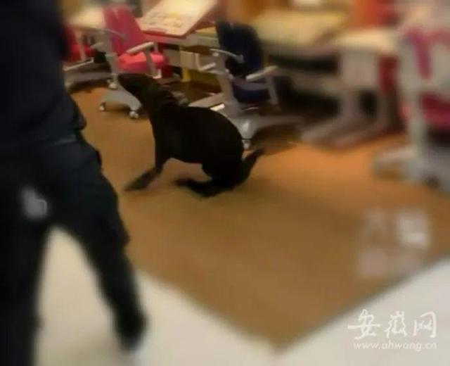 厦门海底世界海狮表演_海狮商场表演时出走顾客尖叫逃离_海狮表演