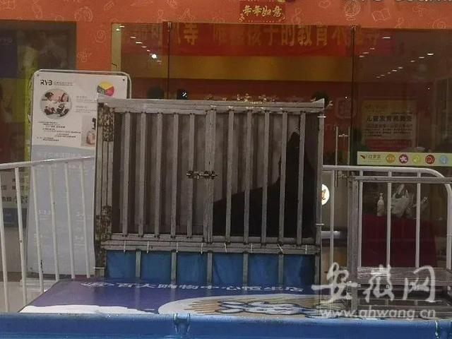 海狮商场表演时出走顾客尖叫逃离_海狮表演_厦门海底世界海狮表演