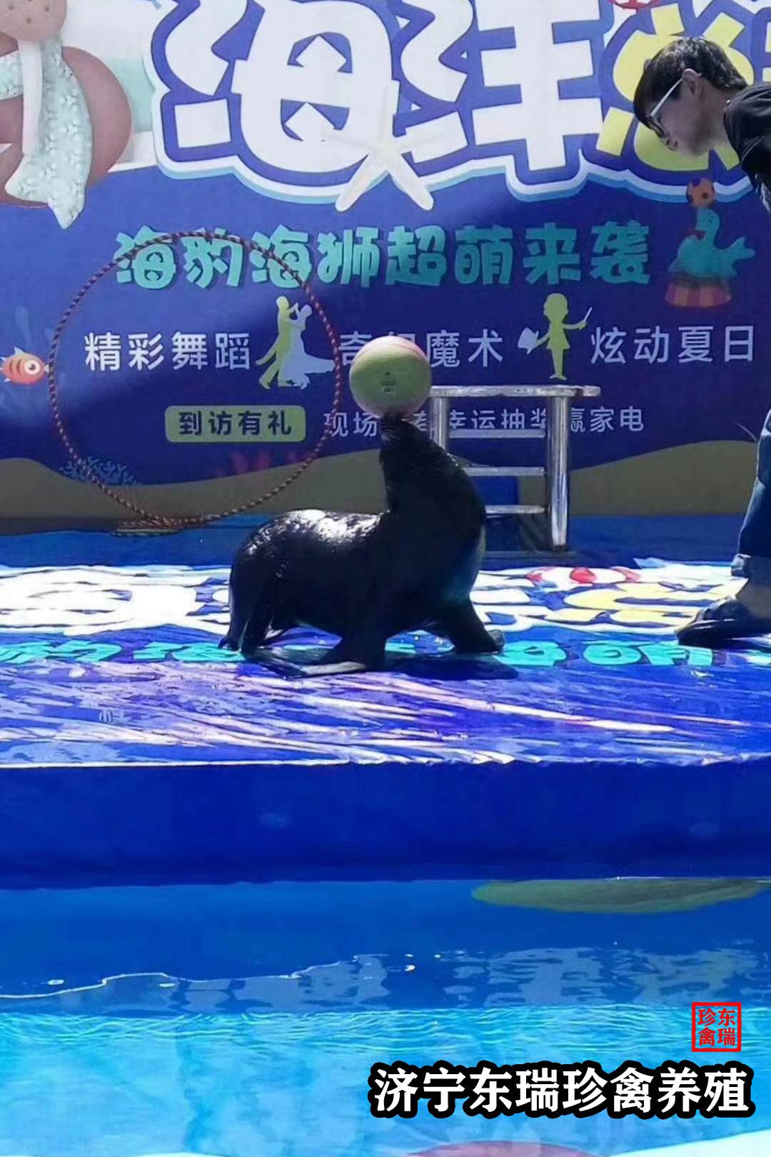 厦门海底世界海狮表演_海狮表演_海狮商场表演时出走顾客尖叫逃离