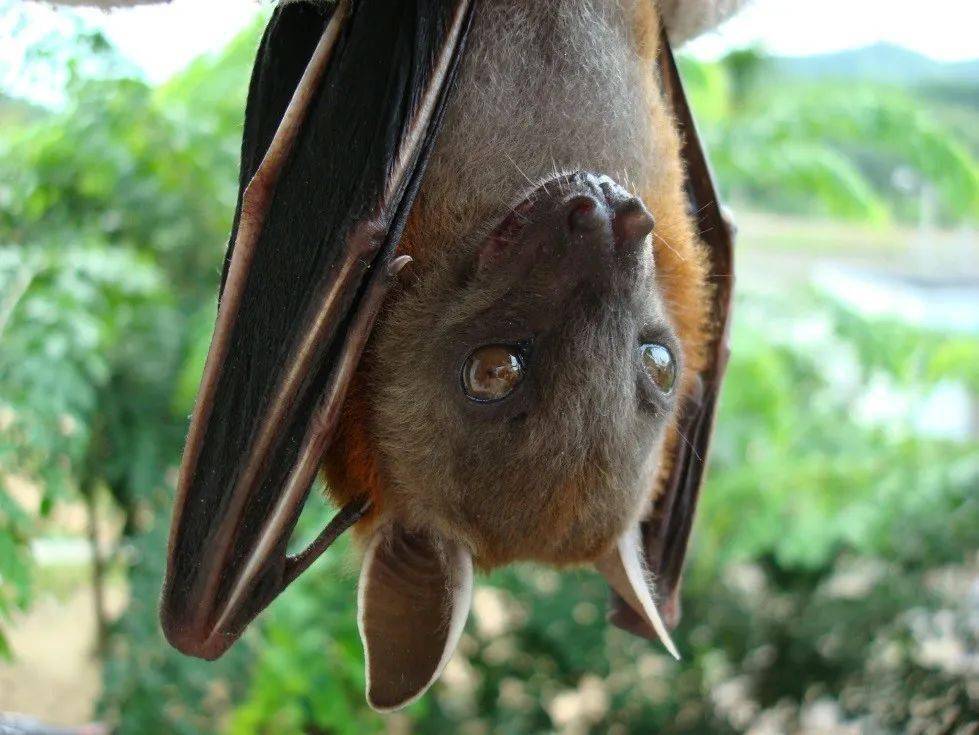 四川绵竹上空疑现大量蝙蝠群_山西疑现元明窑洞_沧州疑现仙女虾