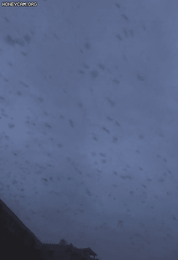 四川绵竹上空疑现大量蝙蝠群_云南疑现罕见物种_河北疑现元代沉船