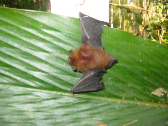 云南疑现罕见物种_河北疑现元代沉船_四川绵竹上空疑现大量蝙蝠群