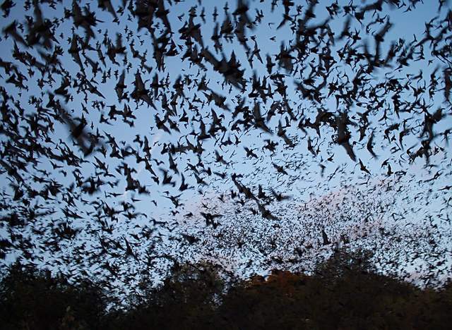 河北疑现元代沉船_四川绵竹上空疑现大量蝙蝠群_云南疑现罕见物种