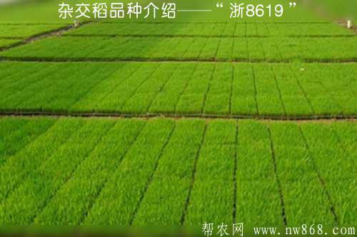 长沙种出2米2高巨型稻致敬袁隆平_喜看稻菽千重浪 袁隆平_平常吃的米是袁隆平的米吗