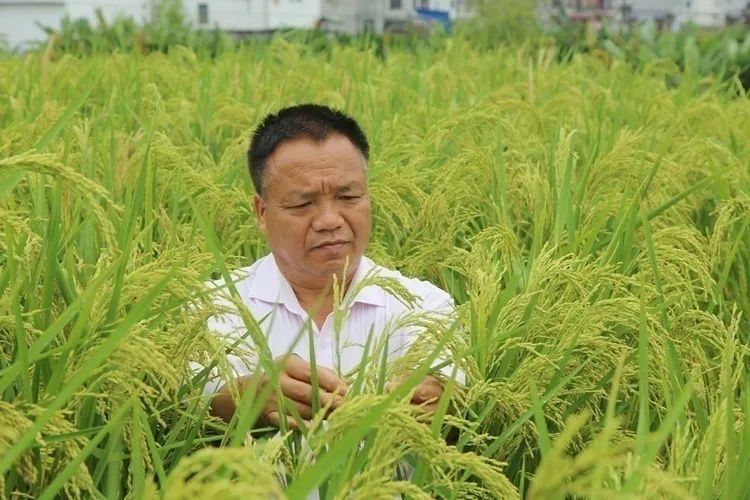 喜看稻菽千重浪 袁隆平_平常吃的米是袁隆平的米吗_长沙种出2米2高巨型稻致敬袁隆平