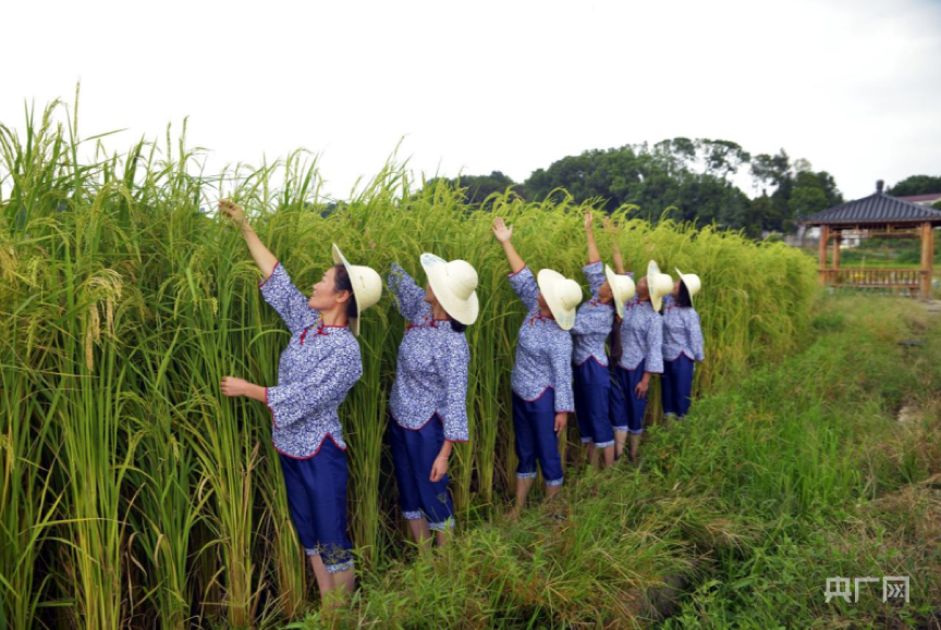 北方稻出米率低_长沙种出2米2高巨型稻致敬袁隆平_巨丰5号巨型稻