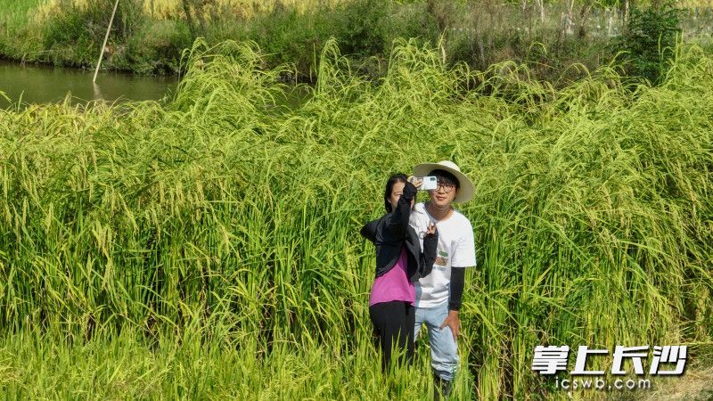 2.2米巨型吸引了游客来此打卡拍照。 长沙晚报全媒体记者 刘晓敏 摄