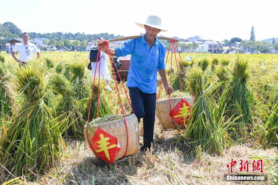 喜看稻菽千重浪最是风流袁隆平_巨丰5号巨型稻_长沙种出2米2高巨型稻致敬袁隆平
