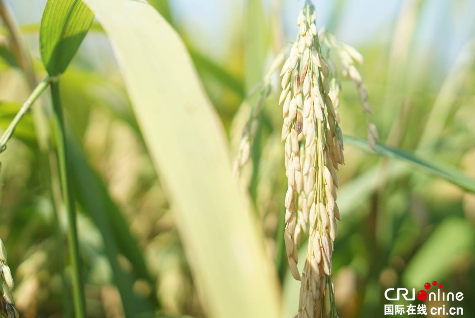 喜看稻菽千重浪最是风流袁隆平_长沙种出2米2高巨型稻致敬袁隆平_巨丰5号巨型稻