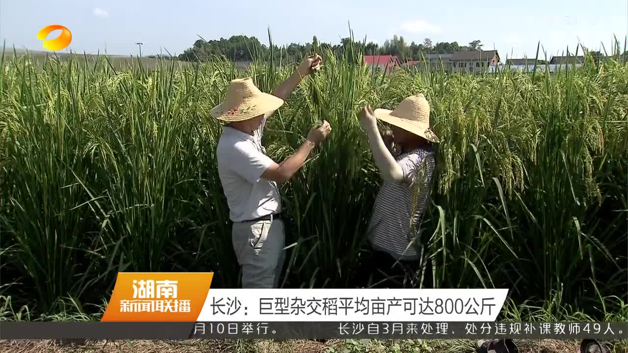 喜看稻菽千重浪最是风流袁隆平_长沙种出2米2高巨型稻致敬袁隆平_巨丰5号巨型稻