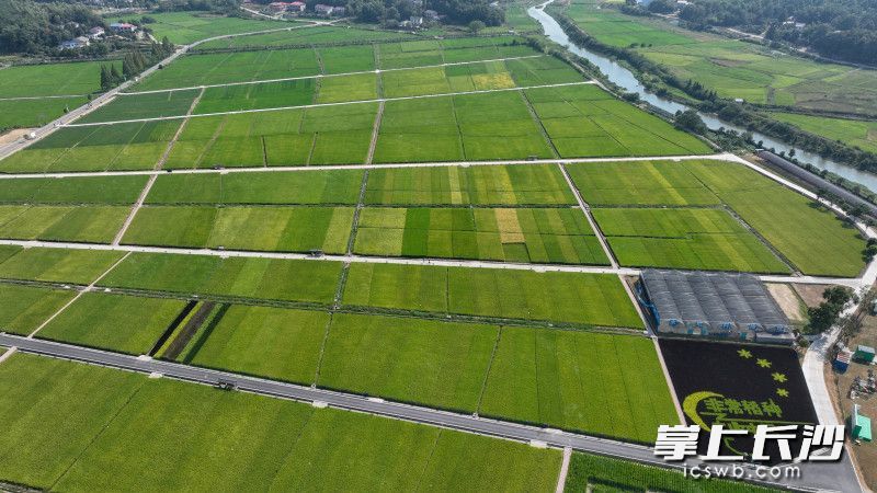 隆平稻作公园的水稻进入丰收时节。 长沙晚报全媒体记者 刘晓敏 摄