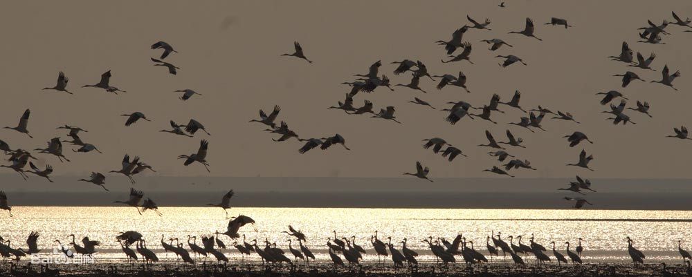 鄱阳湖湿地科学园-高空观鸟台_鄱阳湖湿地生态何解_鄱阳湖湿地天气