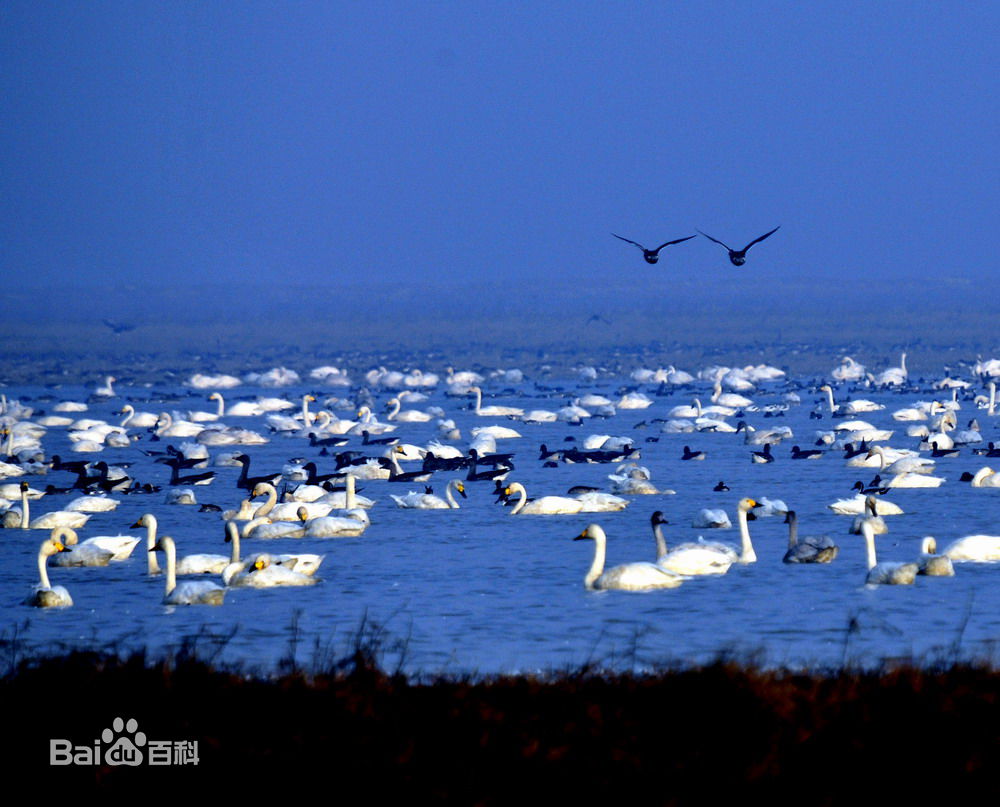 鄱阳湖湿地生态何解_鄱阳湖湿地天气_鄱阳湖湿地科学园-高空观鸟台
