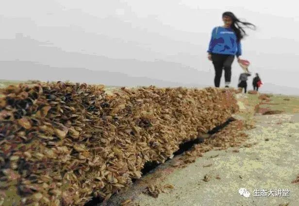 鄱阳湖湿地生态何解_鄱阳湖生态湿地_九江鄱阳湖湿地