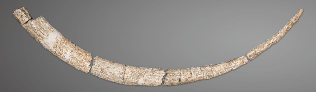 两枚猛犸象牙月饼被拍卖_猛犸象牙和象牙的牙纹_猛犸象牙与象牙