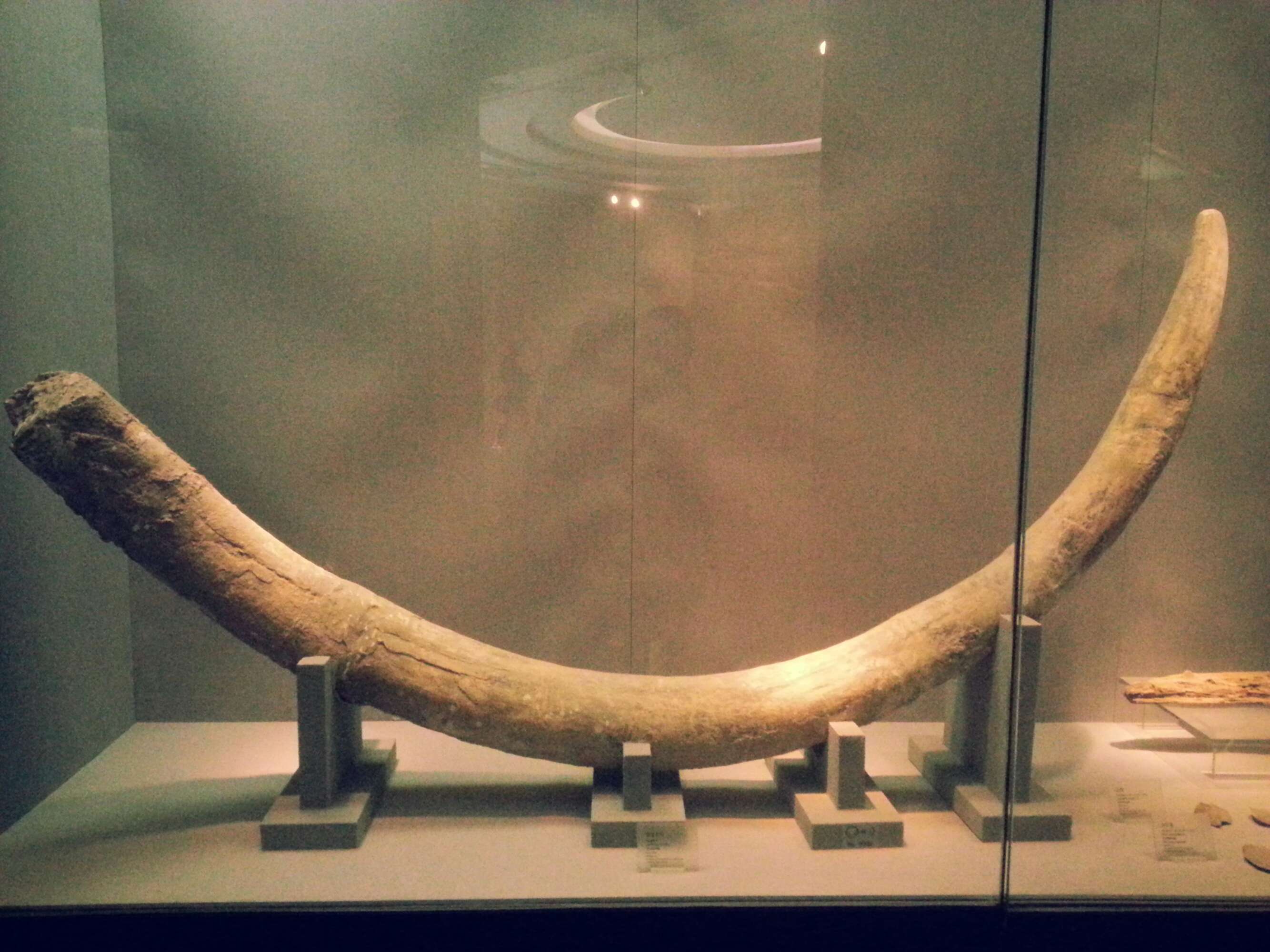 两枚猛犸象牙月饼被拍卖_猛犸象牙与象牙_猛犸象牙和象牙的牙纹