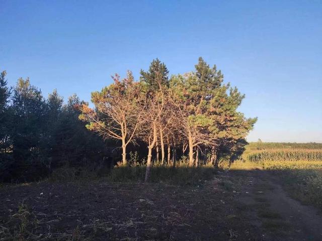 985毕业生涌入县城_985毕业 几年后_985毕业被港大录取率高吗