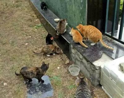 流浪猫妈妈找小奶猫_梦见很多流浪流浪猫_一起为流浪猫狗攒粮