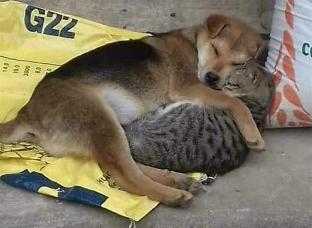 梦见很多流浪流浪猫_流浪猫妈妈找小奶猫_一起为流浪猫狗攒粮