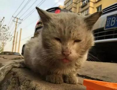 一起为流浪猫狗攒粮_流浪猫妈妈找小奶猫_梦见很多流浪流浪猫