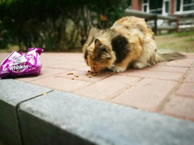 梦见很多流浪流浪猫_流浪猫妈妈找小奶猫_一起为流浪猫狗攒粮