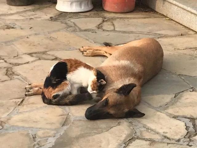 流浪猫妈妈找小奶猫_一起为流浪猫狗攒粮_梦见很多流浪流浪猫