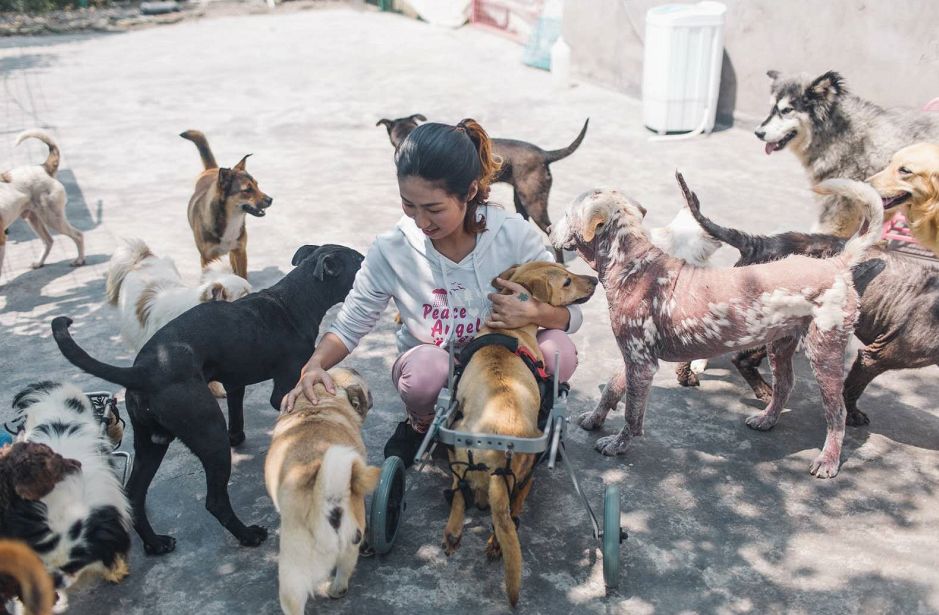 狗找狗猫找猫乌龟_一起为流浪猫狗攒粮_猫可以吃狗湿粮吗