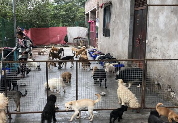 猫可以吃狗湿粮吗_一起为流浪猫狗攒粮_狗找狗猫找猫乌龟