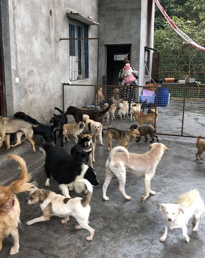 一起为流浪猫狗攒粮_猫可以吃狗湿粮吗_狗找狗猫找猫乌龟