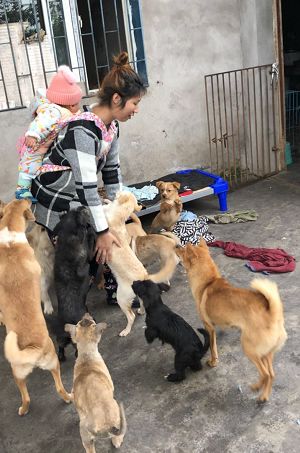 猫可以吃狗湿粮吗_狗找狗猫找猫乌龟_一起为流浪猫狗攒粮