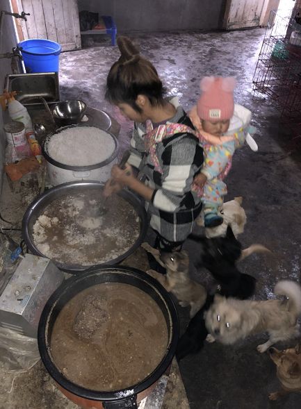 一起为流浪猫狗攒粮_狗找狗猫找猫乌龟_猫可以吃狗湿粮吗