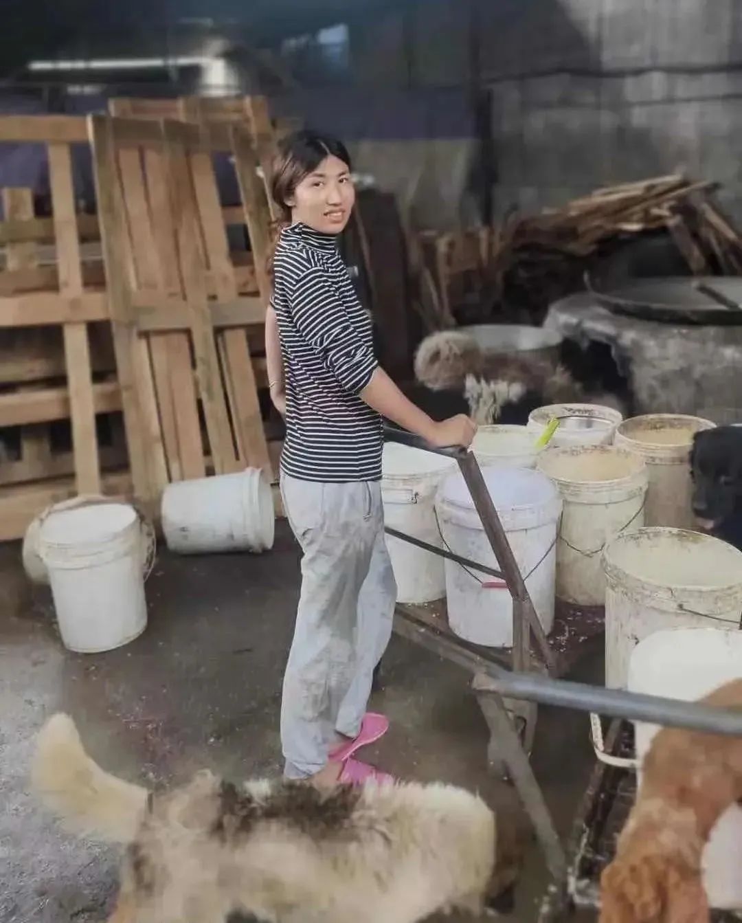 猫可以吃狗湿粮吗_狗找狗猫找猫乌龟_一起为流浪猫狗攒粮